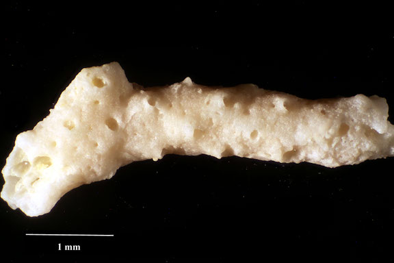 Bryozoa Art: Tessaradoma rassica Favorskaja 1992 aus Bryozoen Sammlung Senckenberg Frankfurt, CC BY: Dr. Rainer Teubner