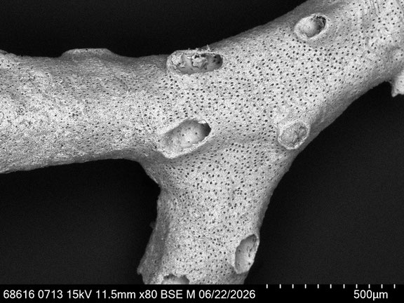 Bryozoa Art: cf. Tervia sp. (Jullien 1882) aus Bryozoen Sammlung Senckenberg Frankfurt