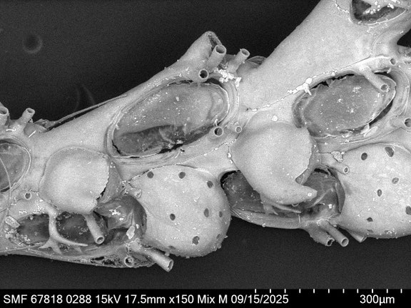 Bryozoa Art: Cradoscrupocellaria bertholletii (Audouin 1826) aus Bryozoen Sammlung Senckenberg Frankfurt