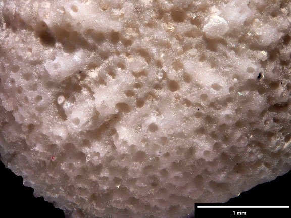 Bryozoa, Art: Lichenopora discus Pocta 1892 aus Voigt Sammlung Senckenberg Frankfurt