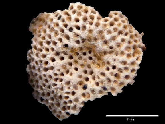 Bryozoa, Art: Lichenopora cenomana d´Orbigny 1853 aus Voigt Sammlung Senckenberg Frankfurt