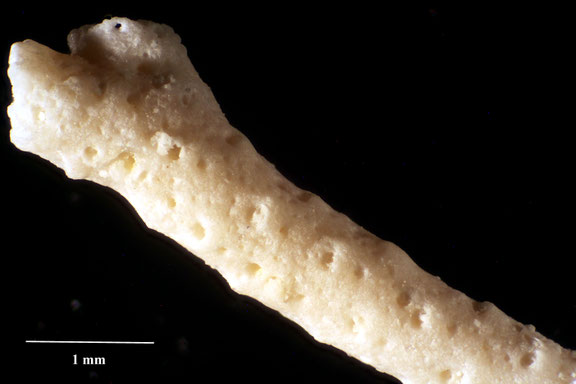 Bryozoa Art: Tessaradoma rassica Favorskaja 1992 aus Bryozoen Sammlung Senckenberg Frankfurt