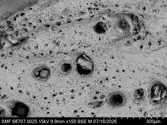 Bryozoa Art: Adeona odontoti Martha & Scholz 2025 aus Bryozoen Sammlung Senckenberg Frankfurt