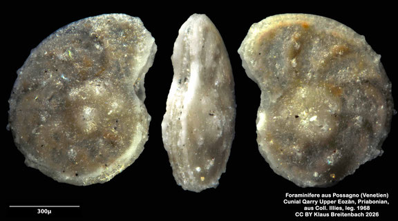 Planulina d'Orbigny, 1826 aus Possagno, Venetien, Italien; Priabonian; CC BY: Klaus Breitenbach
