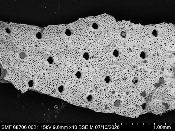 Bryozoa Art: Calyptotheca wasinensis (Waters 1913) aus Bryozoen Sammlung Senckenberg Frankfurt