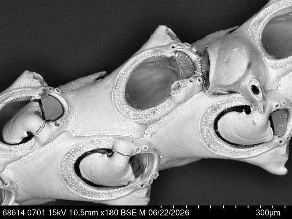Bryozoa Art: Paralicornia sinuosa Canu & Bassler 1927 aus Bryozoen Sammlung Senckenberg Frankfurt