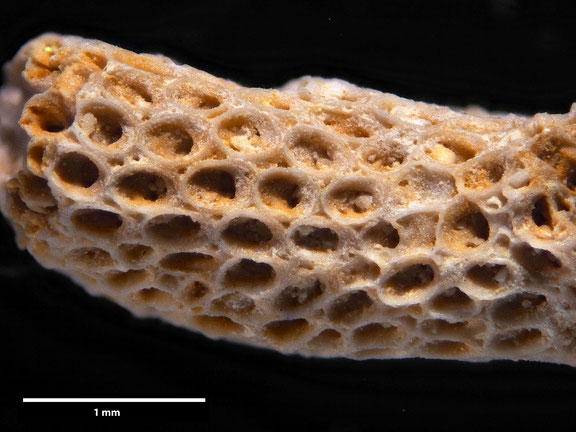 Bryozoa, Art: Solenophragma baculinum Marsson, 1887 aus Voigt Sammlung Senckenberg Frankfurt
