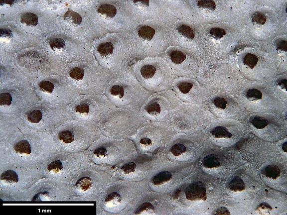 Bryozoa Art: 68746 Semieschara occusa Brydone aus Bryozoen Sammlung Senckenberg Frankfurt
