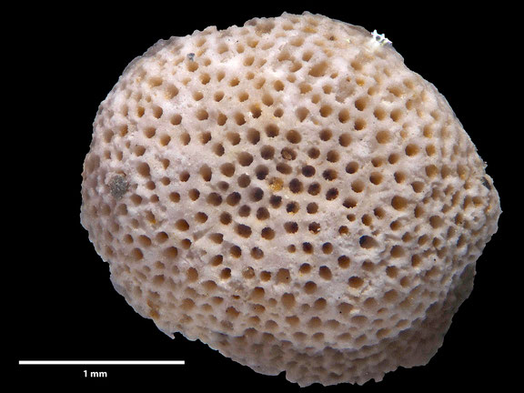 Bryozoa, Art: Lichenopora cenomana d´Orbigny 1853 aus Voigt Sammlung Senckenberg Frankfurt