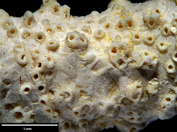 Bryozoa Art: Lopholepis irregularis von Hagenow 1851 aus Bryozoen Sammlung Senckenberg Frankfurt