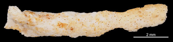 Bryozoa Art: Diastopora magnipora (Brood 1972) aus Bryozoen Sammlung Senckenberg Frankfurt,  CC BY: Michael Sondermann 