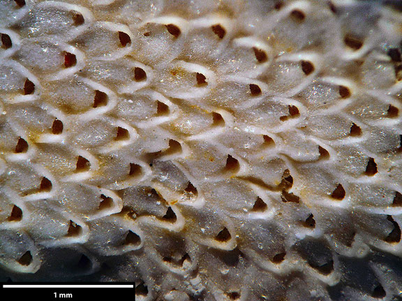 Bryozoa Art: Microporina subgranulata von Hagenow aus Bryozoen Sammlung Senckenberg Frankfurt