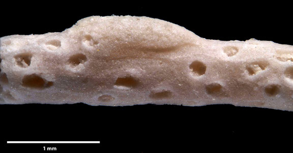 Bryozoa Art: Entalophora benedeniana von Hagenow 1851 aus Bryozoen Sammlung Senckenberg Frankfurt