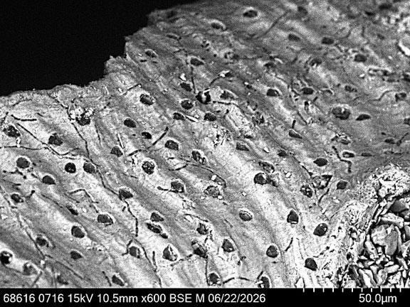 Bryozoa Art: cf. Tervia sp. (Jullien 1882) aus Bryozoen Sammlung Senckenberg Frankfurt