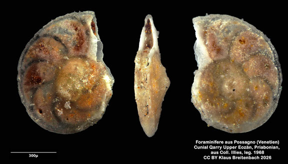 Planulina d'Orbigny, 1826 aus Possagno, Venetien, Italien; Priabonian; CC BY: Klaus Breitenbach