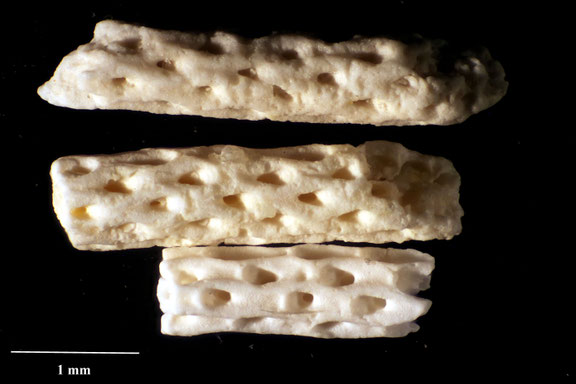 Bryozoa Art: Vincularia prismatica (von Hagenow 1839) aus Bryozoen Sammlung Senckenberg Frankfurt,  CC BY:  Dr. Rainer Teubner 