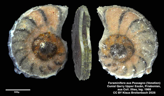 Planulina d'Orbigny, 1826 aus Possagno, Venetien, Italien; Priabonian; CC BY: Klaus Breitenbach