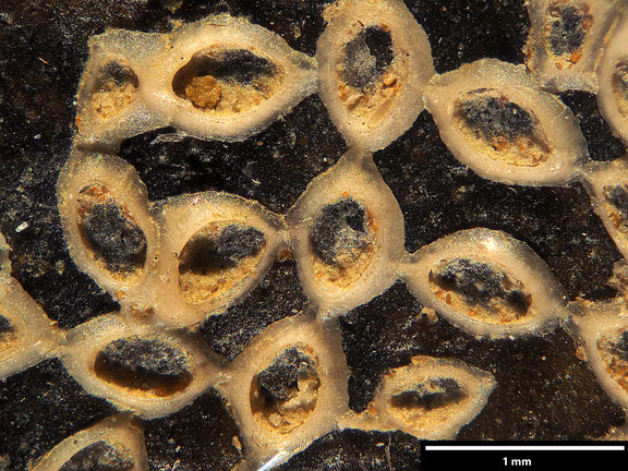 Bryozoa Art: Herpetopora parvicauda Voigt, 1930 aus Bryozoen Sammlung Senckenberg Frankfurt