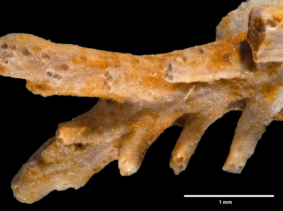 Bryozoa Art: Truncatulipora subpinnata d´Orbigny aus Bryozoen Sammlung Senckenberg Frankfurt