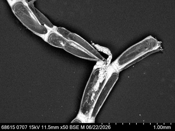 Bryozoa Art: Synnotum cf. contortum Waters 1913 aus Bryozoen Sammlung Senckenberg Frankfurt