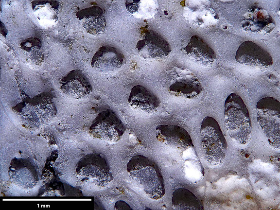Bryozoa Art: Membranipora ringens von Hagenow aus Bryozoen Sammlung Senckenberg Frankfurt