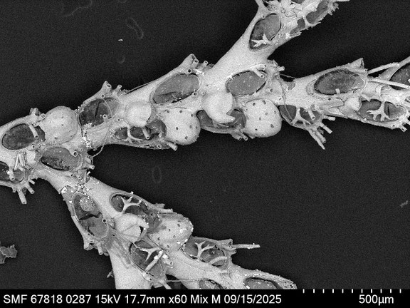 Bryozoa Art: Cradoscrupocellaria bertholletii (Audouin 1826) aus Bryozoen Sammlung Senckenberg Frankfurt