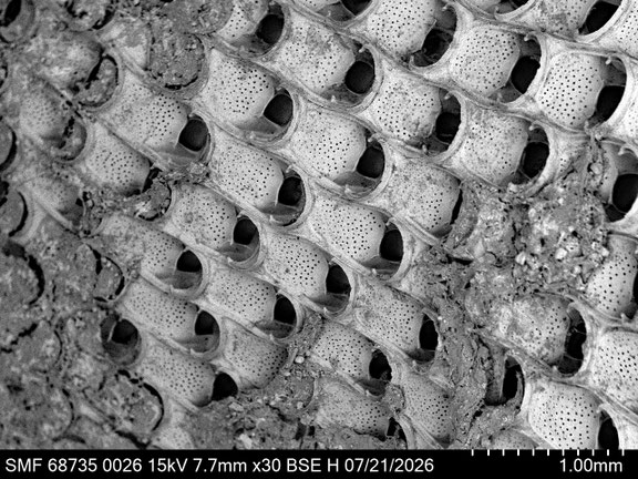 Bryozoa Art: Steginoporella magnilabris (Busk 1854) aus Bryozoen Sammlung Senckenberg Frankfurt