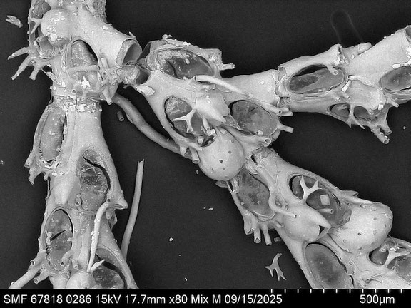 Bryozoa Art: Cradoscrupocellaria bertholletii (Audouin 1826) aus Bryozoen Sammlung Senckenberg Frankfurt
