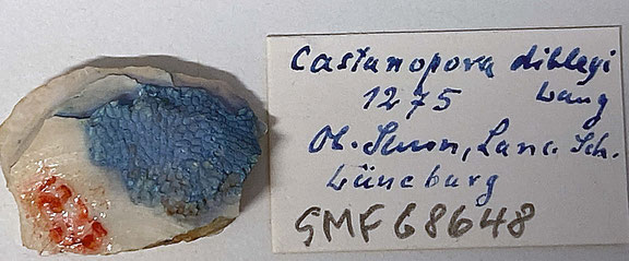 Senckenberg, Bryozoa, Bryozoen, Moostierchen, Sammlung Voigt