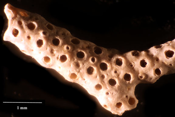 Bryozoa Art: Eschara gaimardi von Hagenow aus Bryozoen Sammlung Senckenberg Frankfurt,  CC BY:  Dr. Rainer Teubner