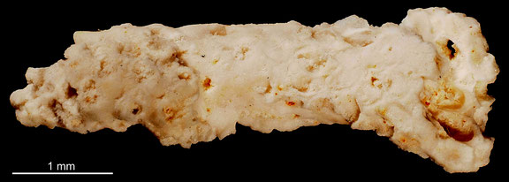 Bryozoa Art: Cryptostomella pectinata Berthelsen 1962 aus Bryozoen Sammlung Senckenberg Frankfurt,  CC BY: Michael Sondermann 