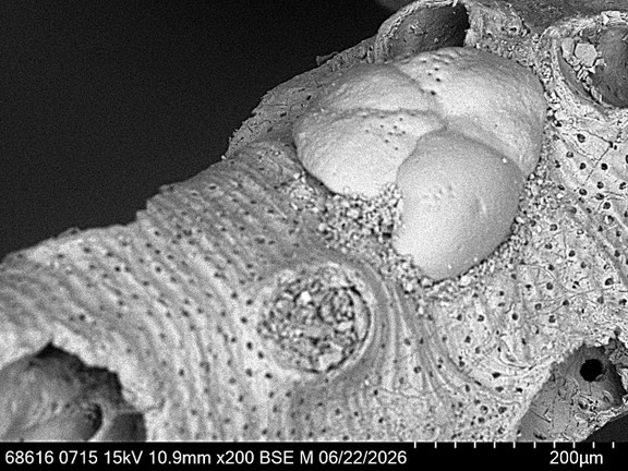 Bryozoa Art: cf. Tervia sp. (Jullien 1882) aus Bryozoen Sammlung Senckenberg Frankfurt
