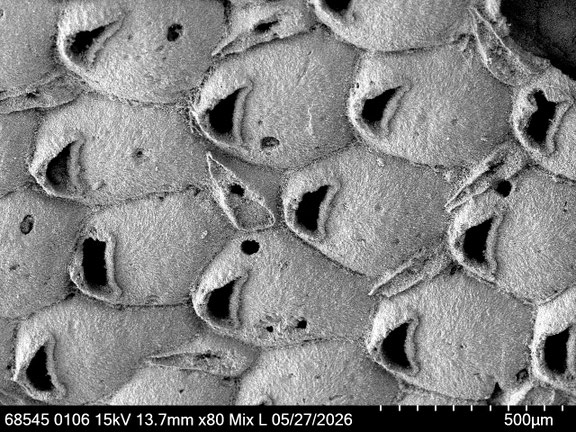 Bryozoa Art: Aechmella biconvexa Brydone aus Bryozoen Sammlung Senckenberg Frankfurt