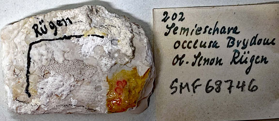 Senckenberg, Bryozoa, Bryozoen, Moostierchen, Sammlung Voigt