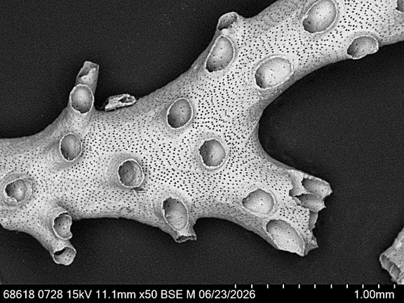 Bryozoa Art: cf. Exidmonea sp. (DAVID, MONGEREAU & POUYET 1972) aus Bryozoen Sammlung Senckenberg Frankfurt