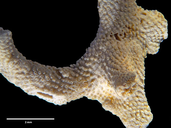 Bryozoa Art: Cavaria pustulosa (von Hagenow 1851) aus Bryozoen Sammlung Senckenberg Frankfurt