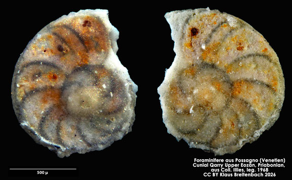 Planulina d'Orbigny, 1826 aus Possagno, Venetien, Italien; Priabonian; CC BY: Klaus Breitenbach