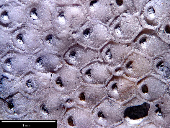 Bryozoa Art: Coscinopleura adhaerens Voigt 1930 aus Bryozoen Sammlung Senckenberg Frankfurt,  