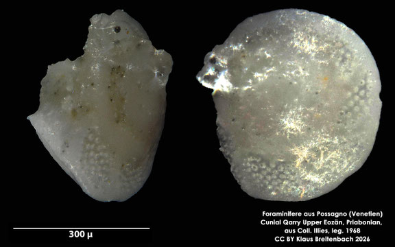 Foraminifere aus Possagno, Venetien, Italien; Priabonian; CC BY: Klaus Breitenbach