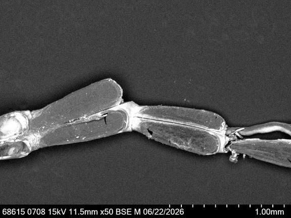 Bryozoa Art: Synnotum cf. contortum Waters 1913 aus Bryozoen Sammlung Senckenberg Frankfurt