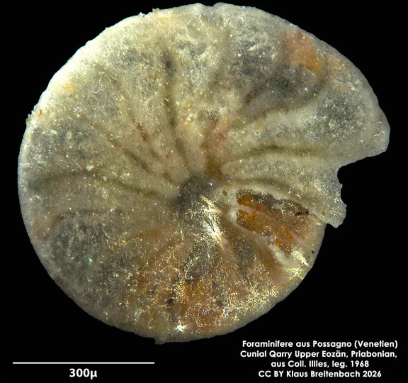 Amphistegina d'Orbigny, 1826 aus Possagno, Venetien, Italien; Priabonian; CC BY: Klaus Breitenbach