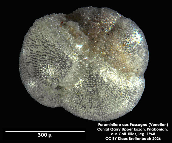 Globigerinoides Cushman, 1927 aus Possagno, Venetien, Italien; Priabonian; CC BY: Klaus Breitenbach