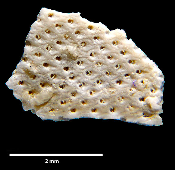 Bryozoa Art: Floridina levinseni Berthelsen 1962 aus Bryozoen Sammlung Senckenberg Frankfurt