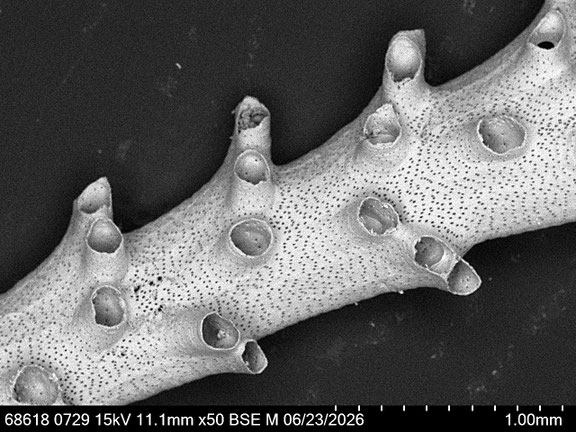 Bryozoa Art: cf. Exidmonea sp. (DAVID, MONGEREAU & POUYET 1972) aus Bryozoen Sammlung Senckenberg Frankfurt