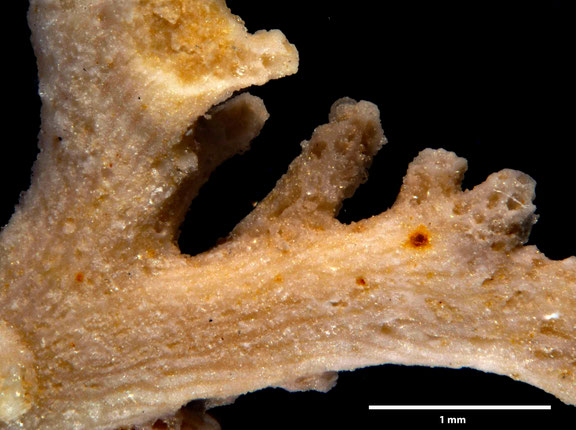 Bryozoa Art: Truncatulipora subpinnata d´Orbigny aus Bryozoen Sammlung Senckenberg Frankfurt