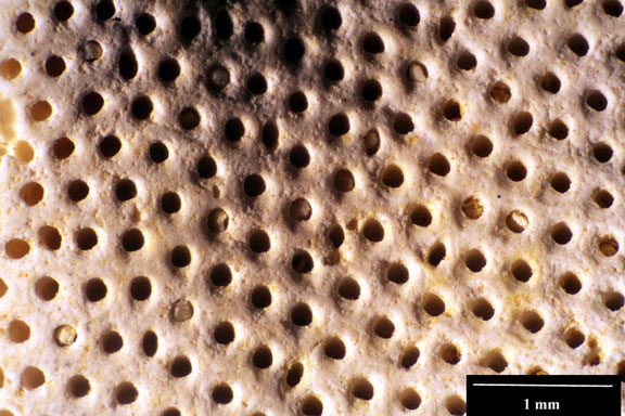 Bryozoa Art: Onychocella blainvillei (von Hagenow 1851) aus Bryozoen Sammlung Senckenberg Frankfurt, CC BY: Dr. Rainer Teubner