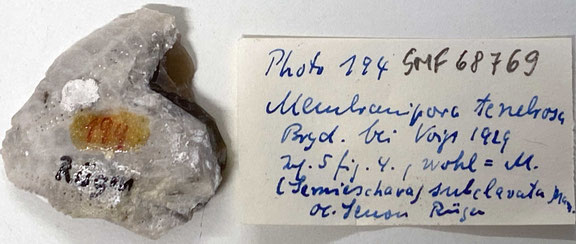 Senckenberg, Bryozoa, Bryozoen, Moostierchen, Sammlung Voigt