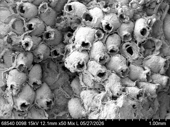 Bryozoa Art: Exochella pusilla von Hagenow aus Bryozoen Sammlung Senckenberg Frankfurt,  