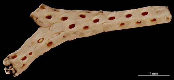 Bryozoa Art: Membranipora sparsispina Voigt 1930 aus Bryozoen Sammlung Senckenberg Frankfurt,  CC BY: Michael Sondermann 