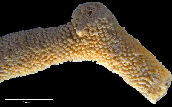 Bryozoa Art: Cavaria pustulosa (von Hagenow 1851) aus Bryozoen Sammlung Senckenberg Frankfurt